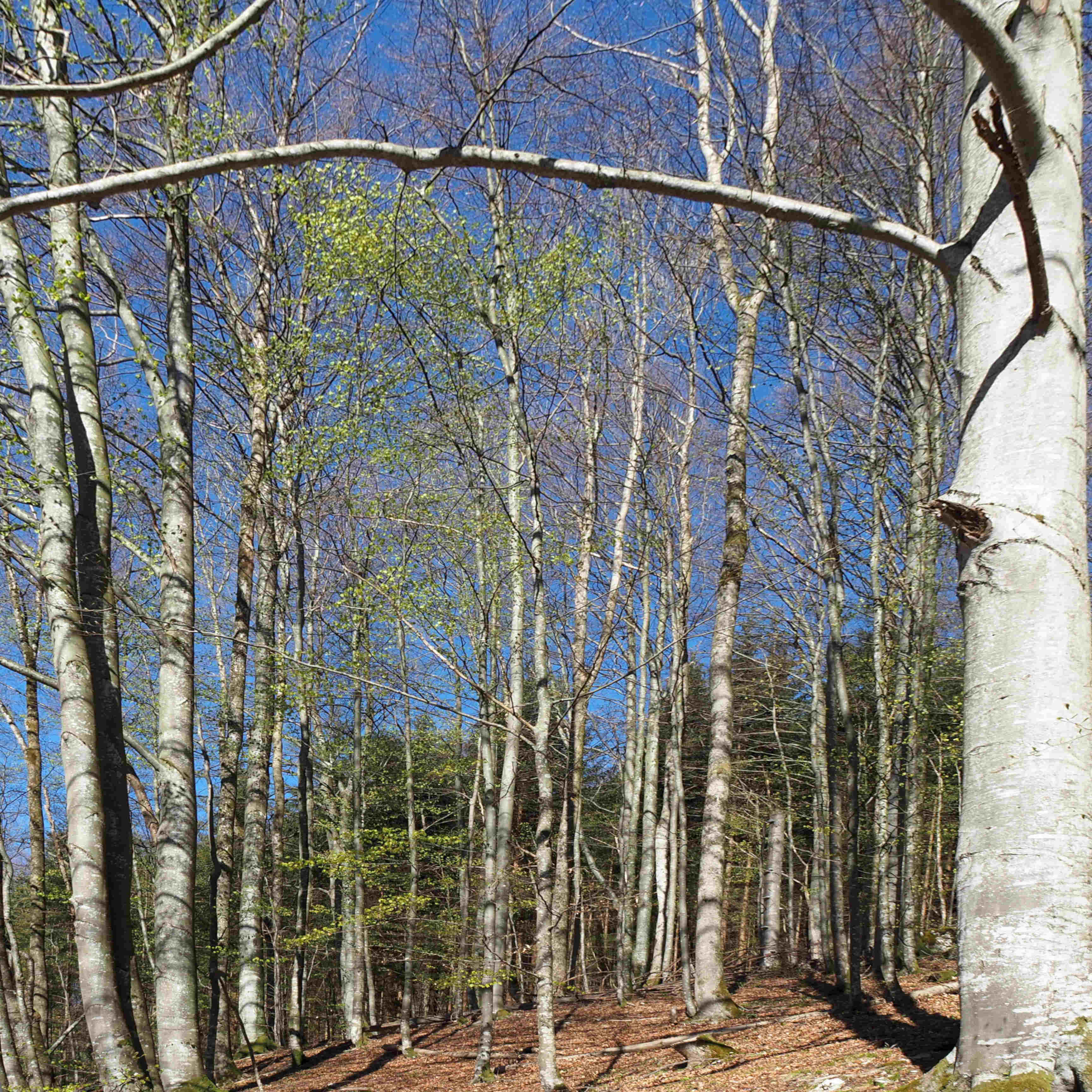 wood of birch trees