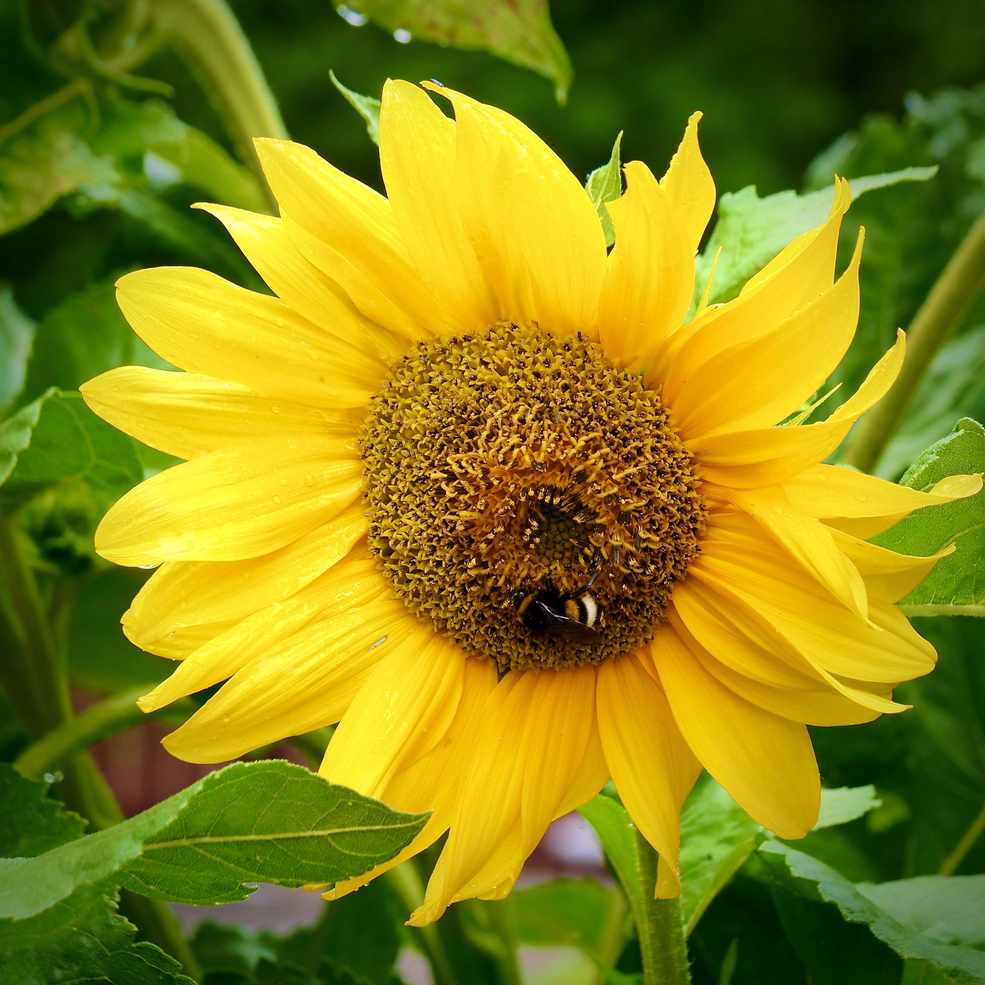 sun flower and bee